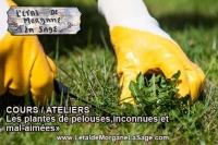 Les plantes de pelouses,inconnues et mal-aimées»